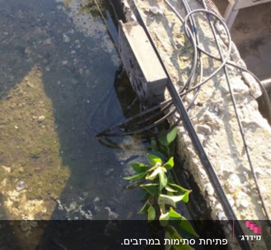 מים עומדים על גג עם צמחייה וחוטים